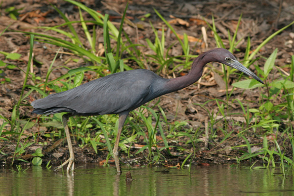 Little Blue Heron Stalking, Brier Creek, Burke County Georgia Little Blue Heron Stalking, Brier Creek, Burke County Georgia